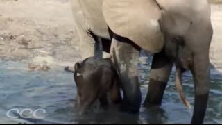 ? Can Baby Elephants Walk From Birth (Part Two) Cutest Moment Ever Caught On Camera!