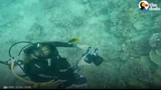 Animals Reunited With Owner After Years !