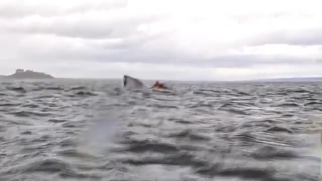 A humpback whale briefly swallows kayaker in Chilean Patagonia — and it's all captured on camera