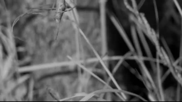 Crazy Monsters Spiders ?️ FULL EPISODE   Smithsonian Channel