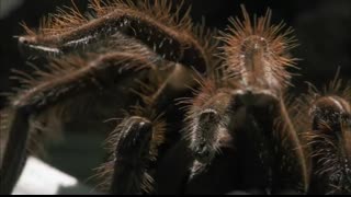 Crazy Monsters Spiders ?️ FULL EPISODE   Smithsonian Channel
