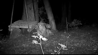 Mountain lion pushes swing and discovers physics.