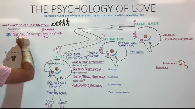 What is Love The Science Behind Lust, Attraction, and Attachment