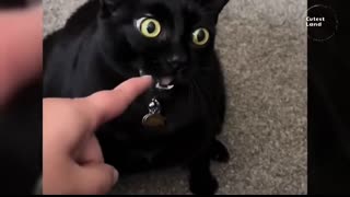 Funniest Cats And Dogs Videos ??Cute and Funny Animals That Will Make Your Day??