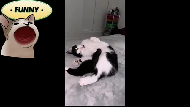 When my cat is out of its mind! �� Funny Cat videos #5