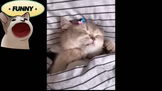 When my cat is out of its mind! �� Funny Cat videos #5