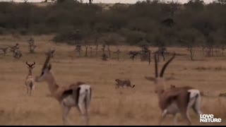 Cheetah Cubs Make First Kill as Mom Hunts Impala   Love Nature