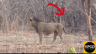 Lion Charge Tourists on Walking Safari in Kruger National Park.