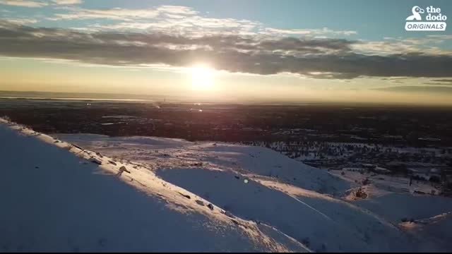 Military Dog Is SO Happy To Finally Be Home With His Dad   The Dodo Reunited