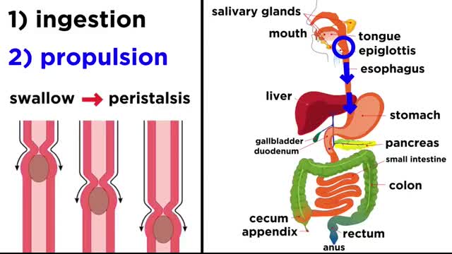 The Digestive System