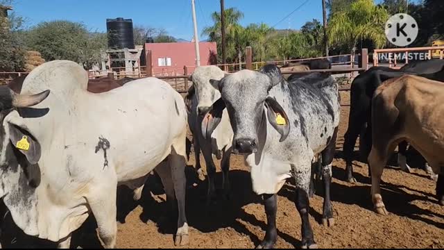 RANCHO LA PALMITA puro  de zacatecas