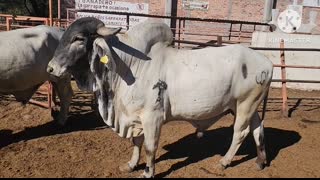 RANCHO LA PALMITA puro  de zacatecas