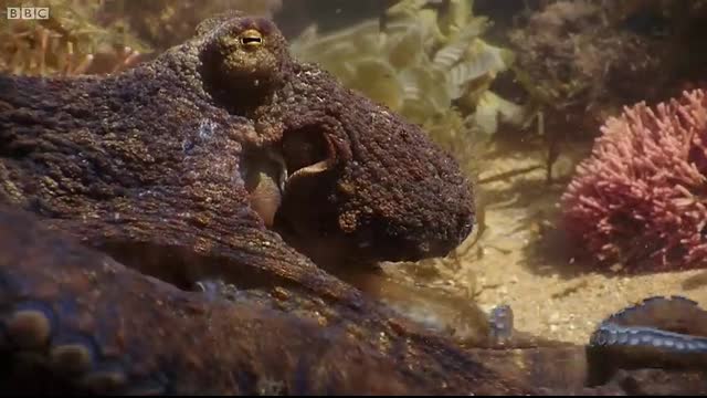 Extraordinary Octopus Takes To Land   The Hunt   BBC Earth