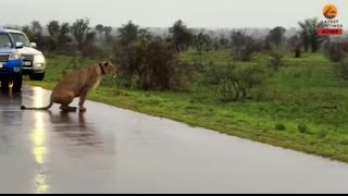 Buffalos Leave Slow Calf Behind to Face a Lioness by Itself