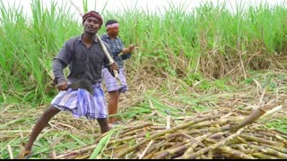 SUGARCANE JUICE   Making Farm Fresh Healthy Juice in Village   Natural Juice   Summer Health Drinks