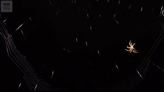 Beautiful Spider Web Build Time-lapse   BBC Earth