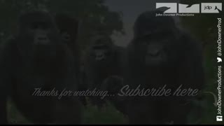 HIPPO FIGHT!!!   Will Robotic Spy Croc & Spy Hippo survive