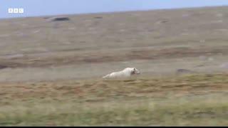 Musk Oxen Vs Arctic Wolves   Animal Super Parents   BBC Earth