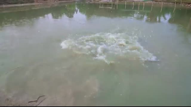 Must Watch New Special Comedy Video 2023 ?Totally Amazing Comedy Episode 248 by Busy fun ltd