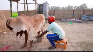 Must Watch New Special Comedy Video 2023 ?Totally Amazing Comedy Episode 248 by Busy fun ltd