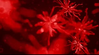 Even Eagles Are Afraid of This Deadly Bird