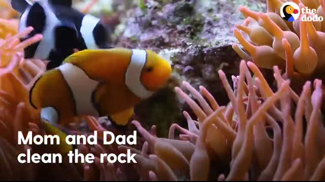 The Amazing Life Cycle Of A Clownfish   The Dodo