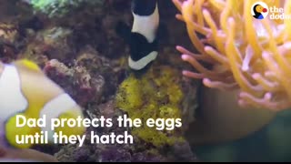 The Amazing Life Cycle Of A Clownfish   The Dodo