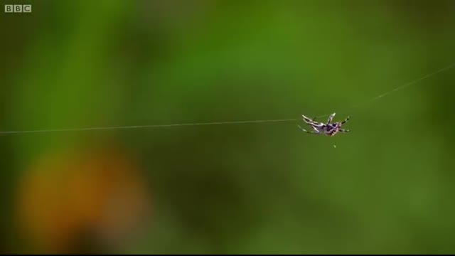Real-Life Spider Shoots Web 25 Metres Long!   The Hunt   BBC Earth