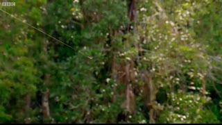 Real-Life Spider Shoots Web 25 Metres Long!   The Hunt   BBC Earth