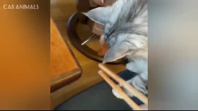 CATS The Funniest and Most Unpredictable Animals