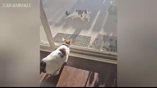 CATS The Funniest and Most Unpredictable Animals