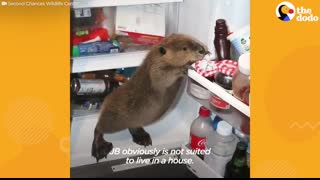 Beaver Who Loves the Bathtub Gets His Very Own Pond   The Dodo