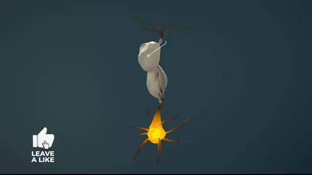 Human Nervous System (Part 2) - How the Brain Works! (Animation)