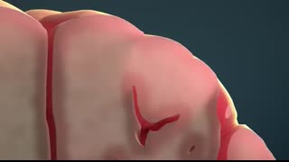 Human Nervous System (Part 2) - How the Brain Works! (Animation)