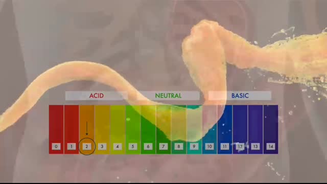 How the Digestive System Works   3D Animation