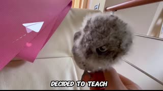 Girl Saves Tiny Owl After Hurricane. Now They Are A Flock