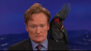 Animal Expert David Mizejewski Black Palm Cockatoo & Crocodile   CONAN on TBS