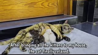 Yesterday I helped a stray cat, and today she brought me 6 kittens!