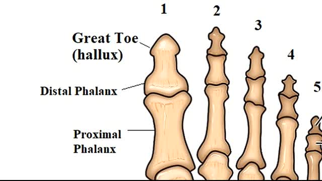 Foot Bones Anatomy Mnemonic Tarsals, Metatarsals, Phalanges
