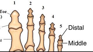 Foot Bones Anatomy Mnemonic Tarsals, Metatarsals, Phalanges