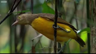 The Bowerbird's Grand Performance!   Life Story   BBC Earth
