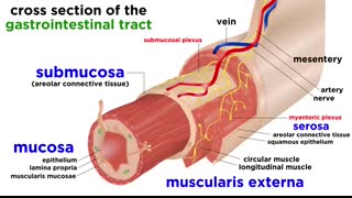 The Digestive System