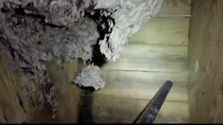 Yellow Jacket SUPERNEST   MASSIVE Yellow Jacket Nest Removal   Wasp Nest Removal