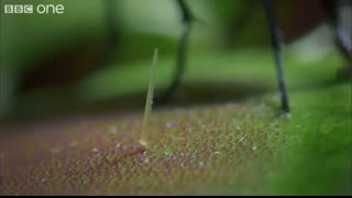 Hungry Venus flytraps snap shut on a host of unfortunate flies   Life - BBC