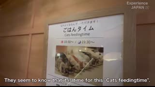 Impossibly Clean!! Largest Cat Cafe in Shinjuku, Tokyo ?? CAT CAFE MOCHA