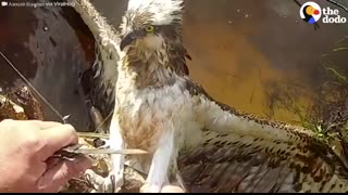 This Hawk Looks Right At His Rescuer As He Frees Him   The Dodo