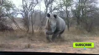 Animal Encounters But They Get Crazier! ?