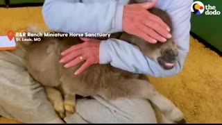 Horse Is Smaller Than His Golden Retriever Siblings   The Dodo