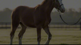 Clydesdales Giants of Strength and Calm
