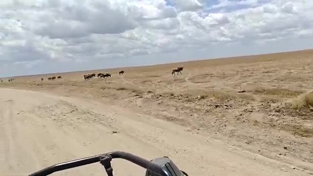 Experience the Maasai Mara Safari Up Close with Lions, Zebras, and Giraffes